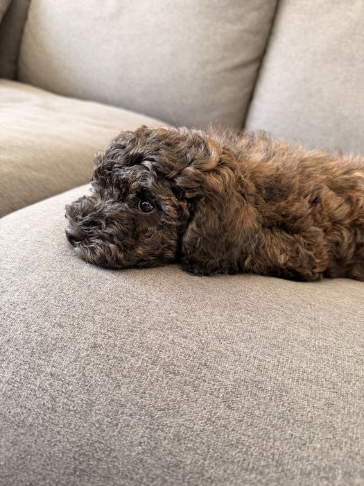 Poodle/caniche mini de vanzare