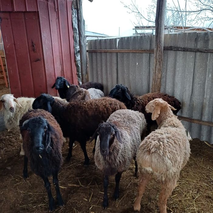 Продаются жирные бараны