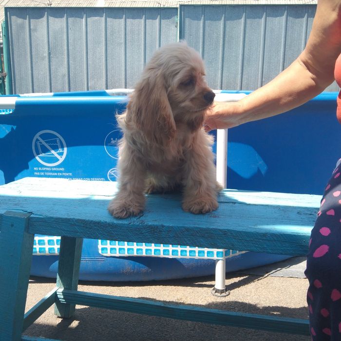 Американский кокер спаниель щенки.