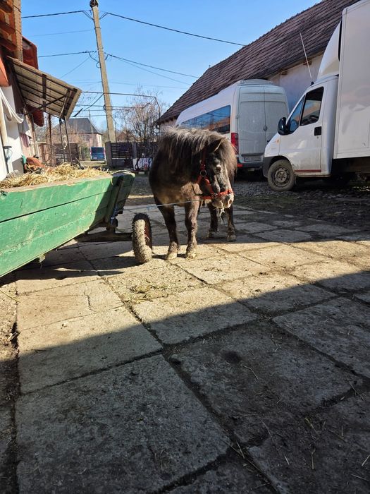 Poneita de vanzare gestanta