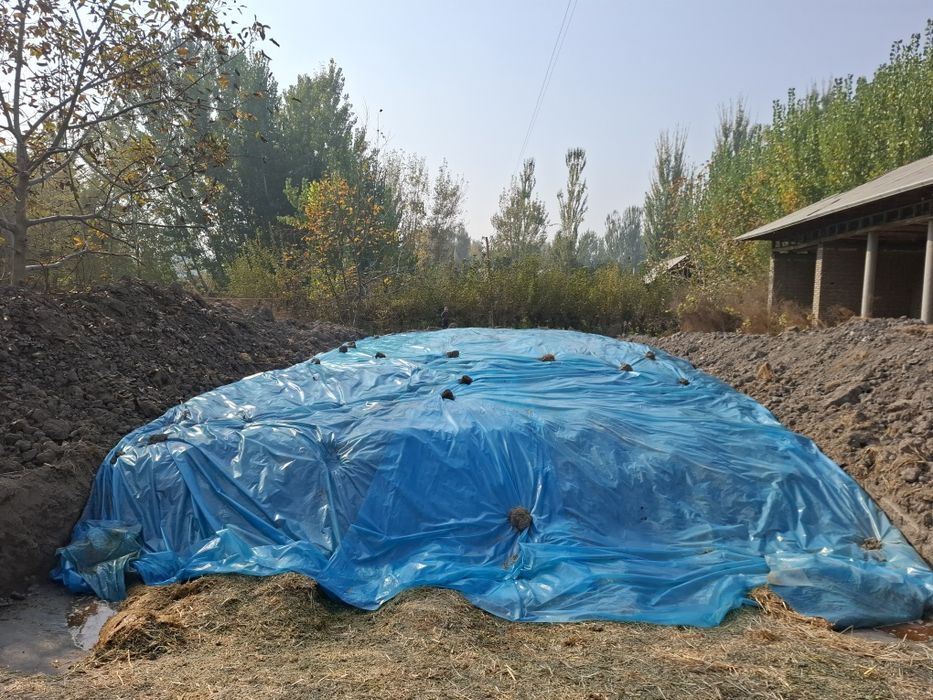 Силос  сотилади донли  бор