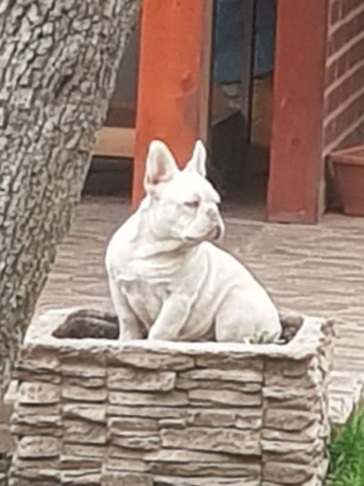 Bulldog francez mascul