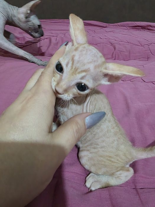 Готовы к брони донские сфинксы