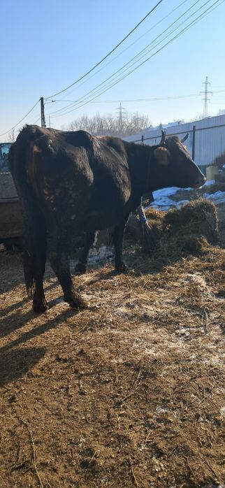 Vând vacă gestanta