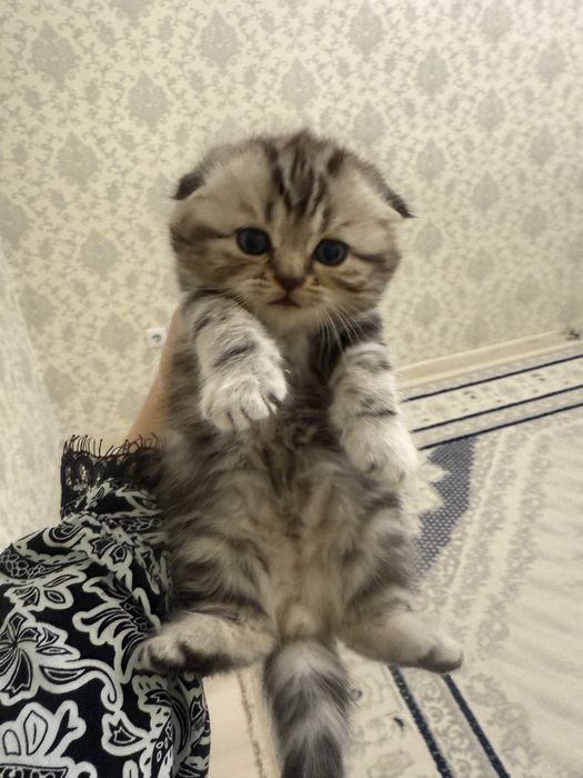 Продам шотландских котят