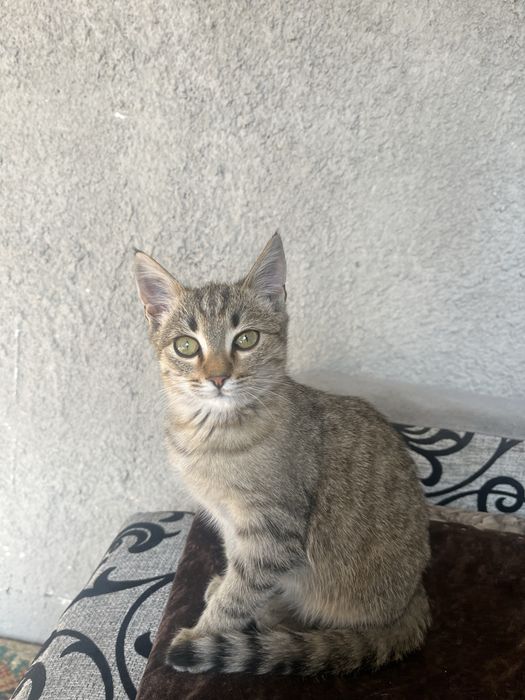 Котенок.