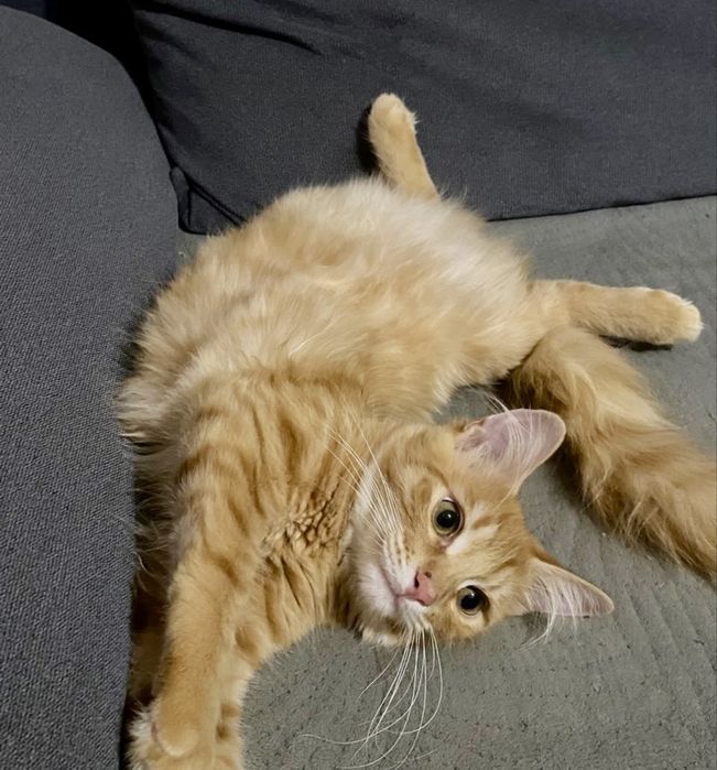 Котенок золотой мальчик