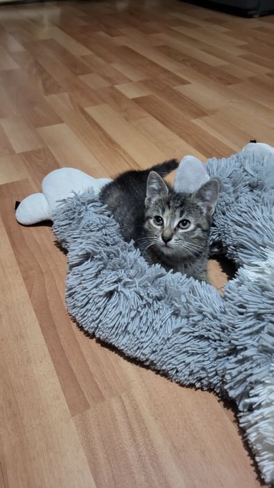 Отдам котёнка девочка!