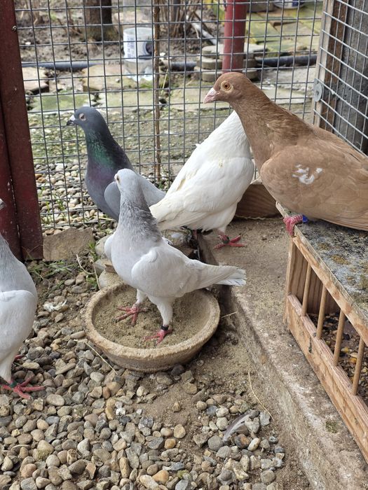 Porumbei    stil vechi -muelemans si barless!!!Masculi!!!