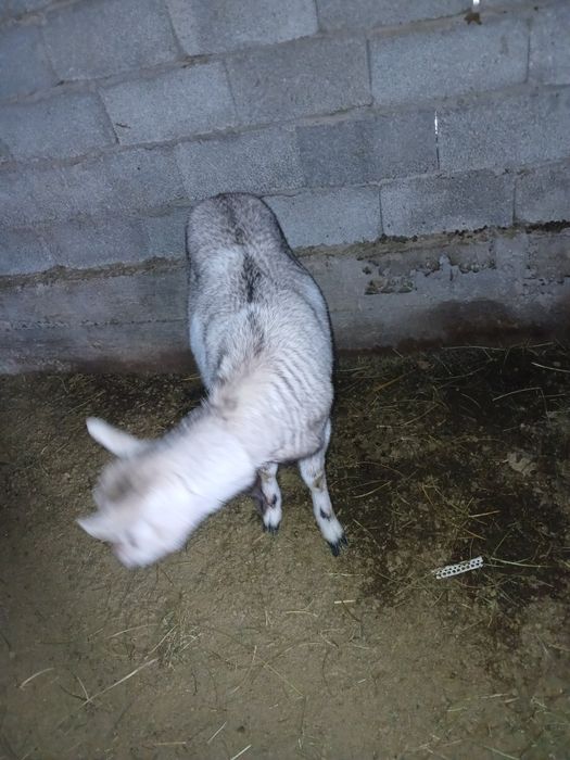 Алпи шыбыш сатам