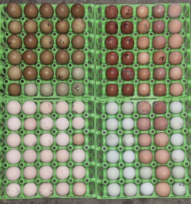 Oua incubat ( metis )