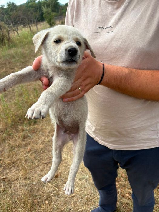Ofer căței spre adopție