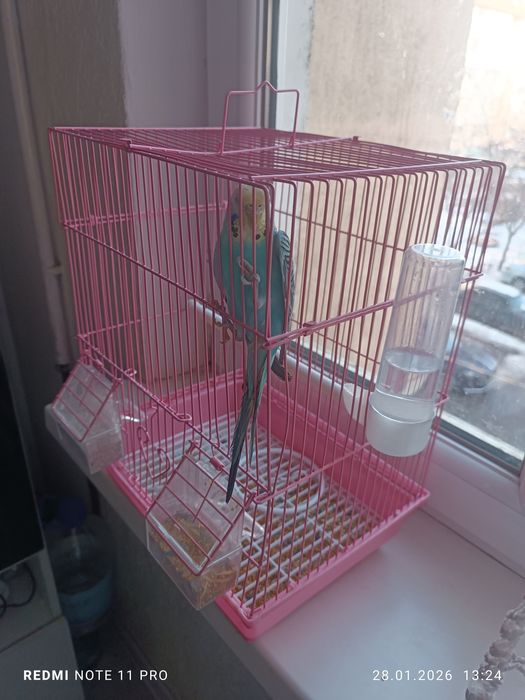 Попугай ручной умный