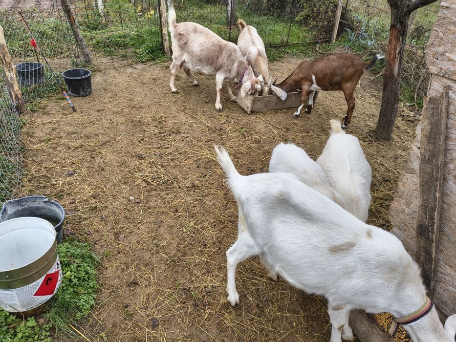 Vând capre de rasă