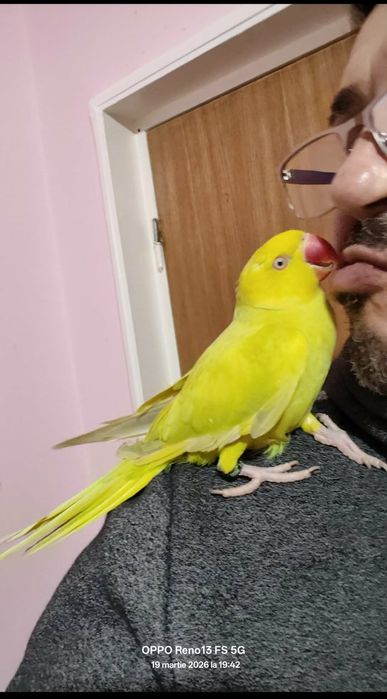 Vând  Micul Alexander blând la seringă