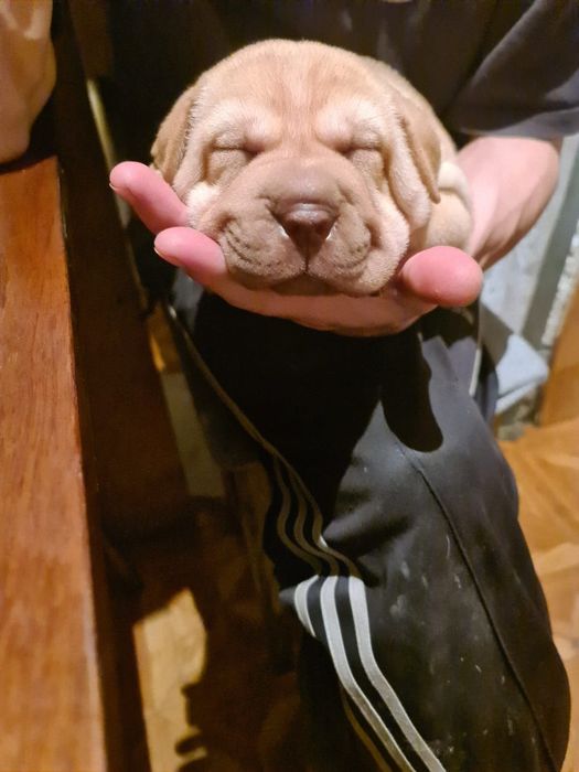 Вязка. Шарпей.20000