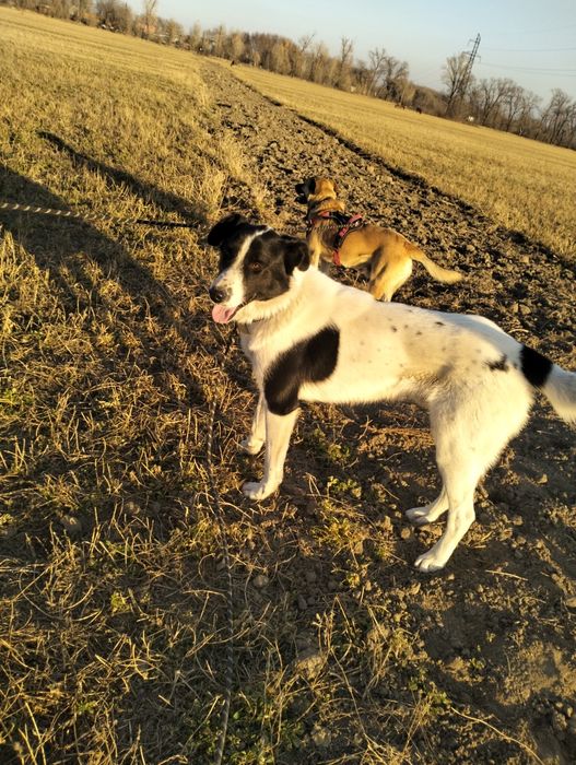 Собака в добрые руки