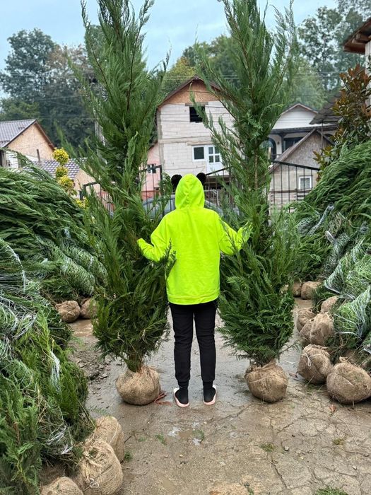 Leylandy rata de prindere 100%