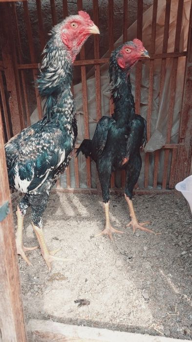 Dakan xuruzlar sotiladi