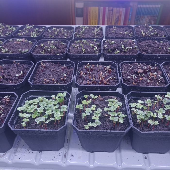 Sistem hidroponic/ferma hidroponica/plantație microplante