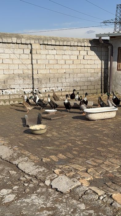 Бегунок урдак утки oʻrdak ўрдак сотилади