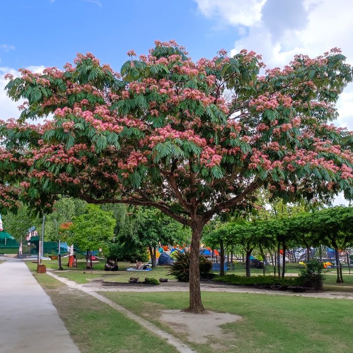 Фиданки от каталпа