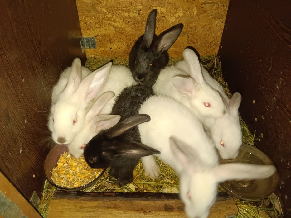 Iepuri de  vânzare