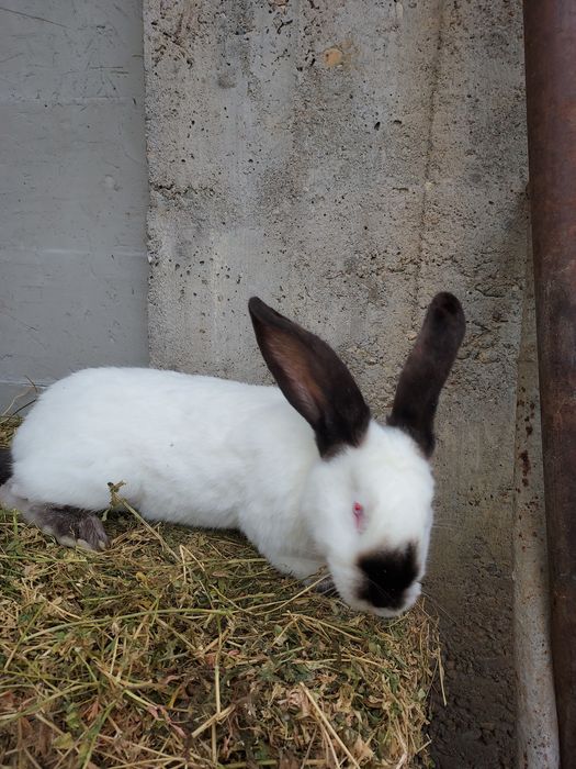 De vânzare uriaș de Transilvania