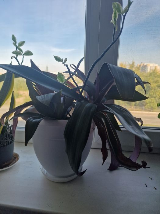 Комнатные цветы растения