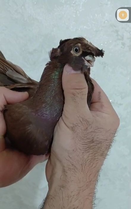 Продам голубей...