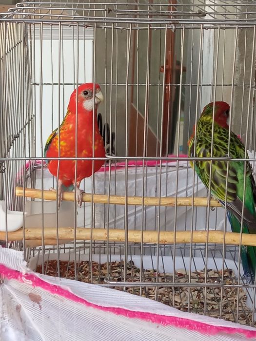 Продам молодых попугаев