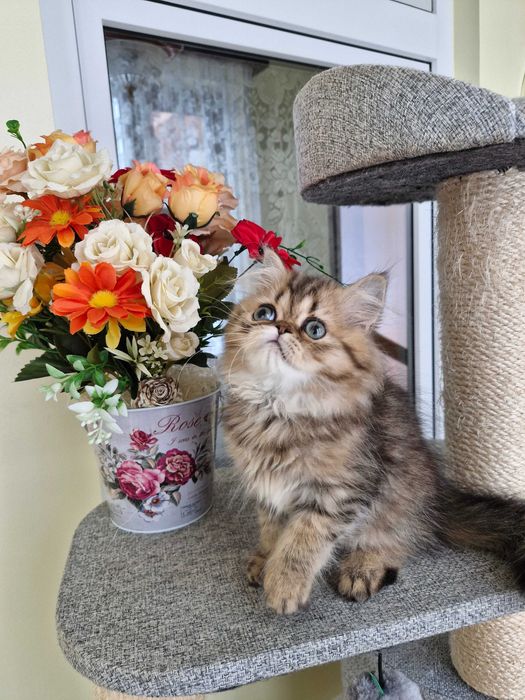 Motanel persan cu pedigree