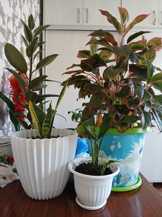 Цветы домашние комнатные