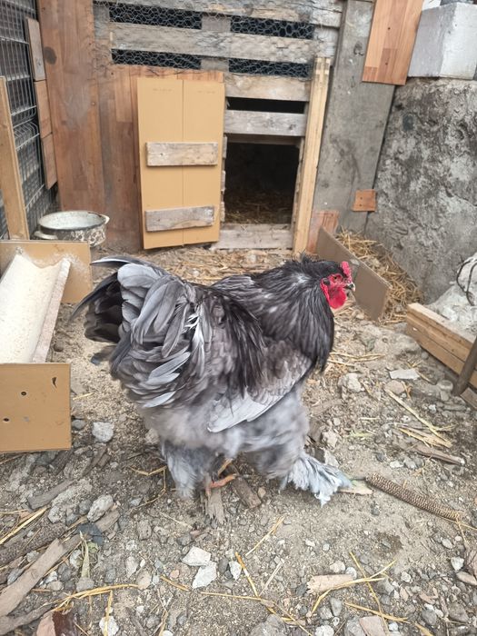 Cocos brahma de un an