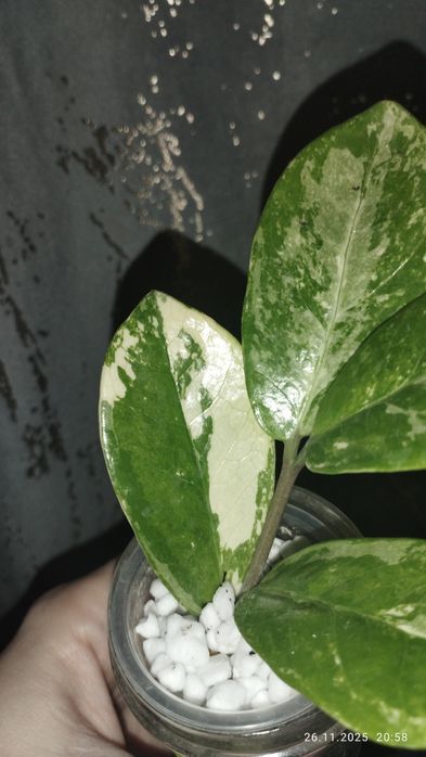 Продается Шикарный черенок Замиокулькас вариегатный