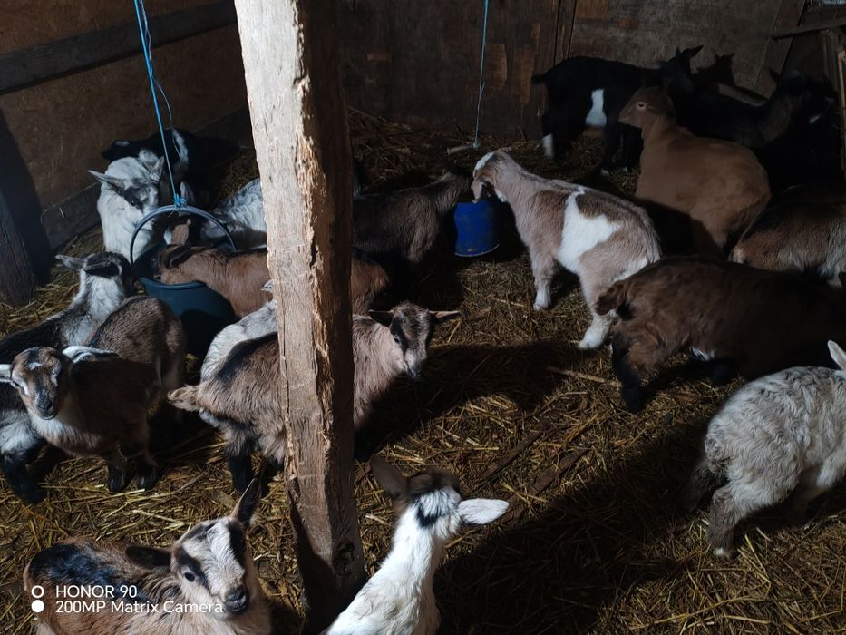 Mașini . Capre. cai .