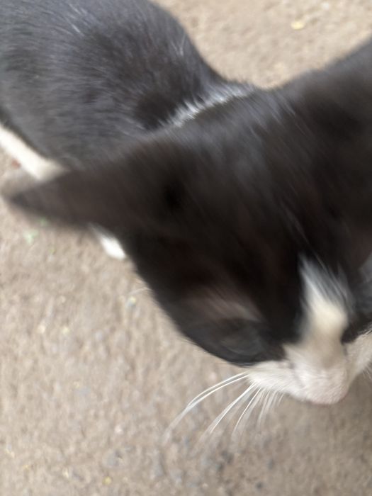 Пристраивается домашняя кошка