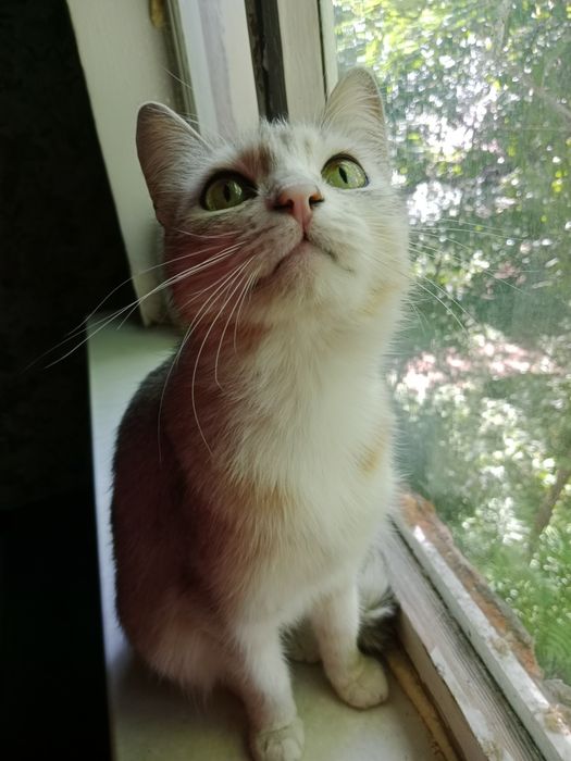 Кошечка в поисках дома