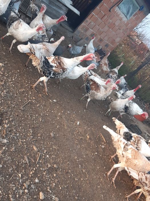 Vând curci de casă