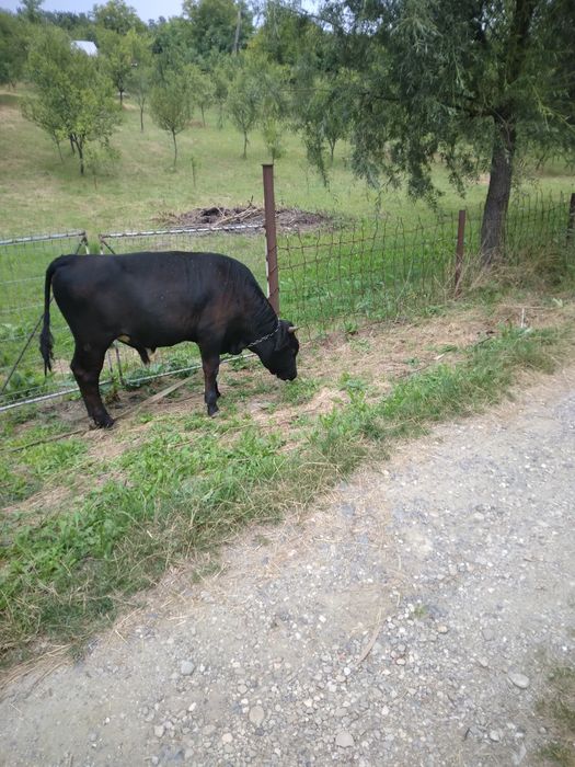 Vând vitel și vitea gestanta