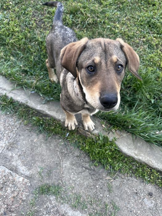 Бенджи търси своя дом!