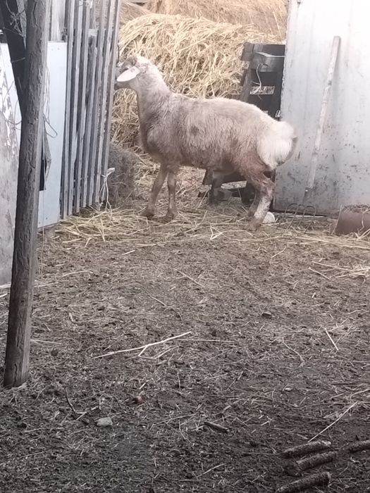 Продам барана срочно