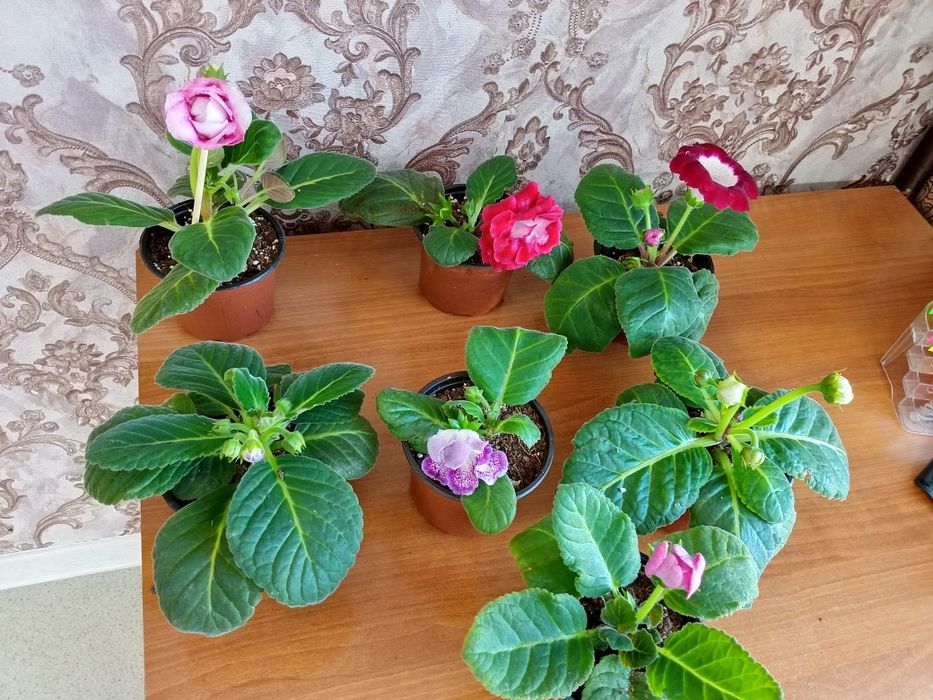 Продам цветы глоксиния