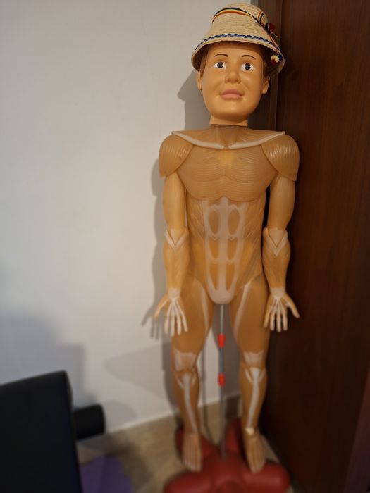 Schelet corpul uman din plastic.