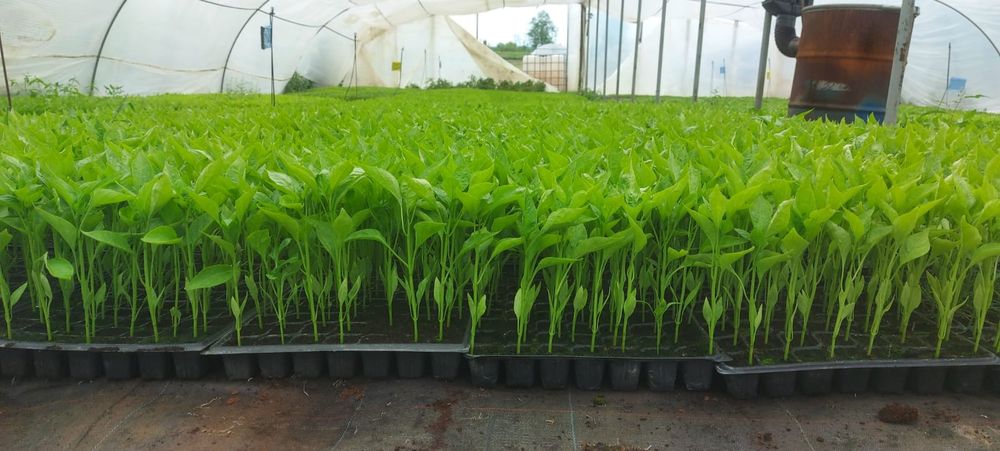 Rasaduri de legume la comanda, rosii, ardei, pepene altoit, varza