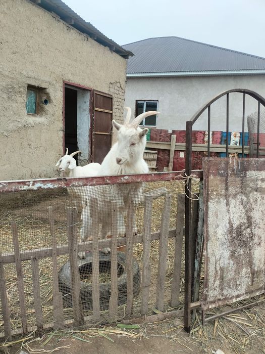 Тушаң ешкі сатылады