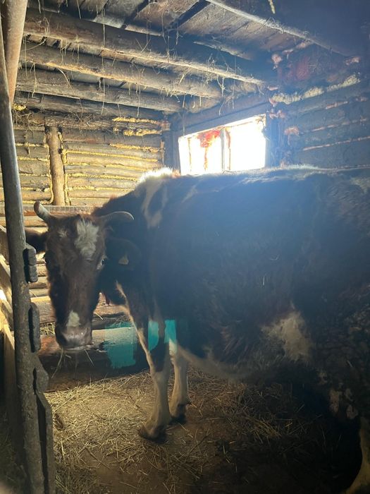 Продам стельных коров