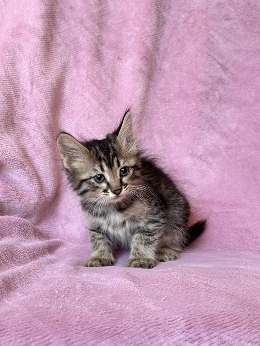 Котята в добрве руки