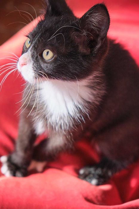 Котенок 3 месяца