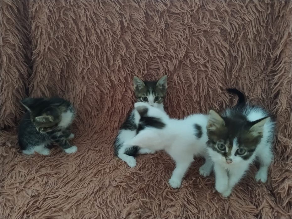 Отдам котят в добрые руки Бесплатно